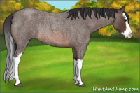 Horse Color:Brown Roan Splash Rabicano