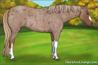 Horse Color:Red Roan Rabicano 