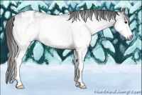 Horse Color:Gray White Spotted Black Blanket 