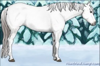 Horse Color:Gray Bay Appaloosa 