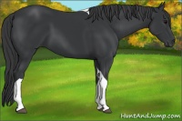 Horse Color:Black Tobiano Rabicano 