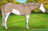 Horse Color:Red Roan Splash 