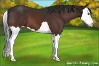 Horse Color:Bay Splash 