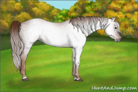Horse Color:Gray Chestnut 