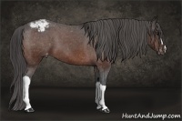 Horse Color:Brown Snowcap 