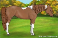 Horse Color:Chestnut Tobiano