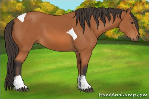 Horse Color: Bay Tobiano 
