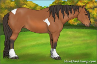 Horse Color:Bay Tobiano 