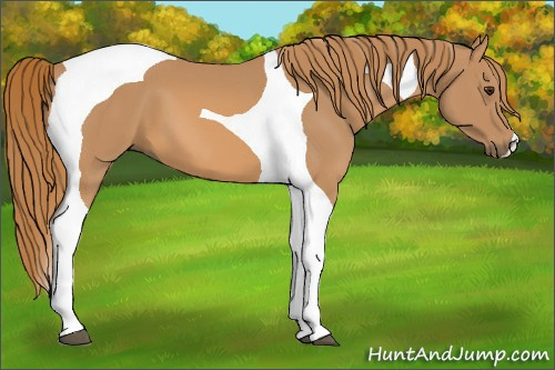 Horse Color: Chestnut Tobiano 