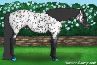 Horse Color:Black Near Leopard 