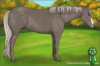 Horse Color:Silver Black Splash