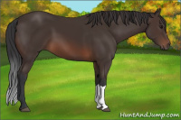 Horse Color:Brown 