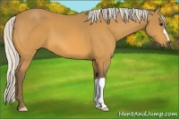 Horse Color:Silver Buckskin 
