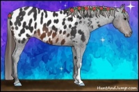Horse Color:Brown Appaloosa 