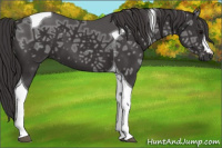 Horse Color:Buckskin Ice Tobiano 