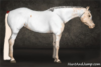 Horse Color:Chocolate Palomino Near Fewspot Rabicano 