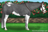 Horse Color:Brown Splash Appaloosa 