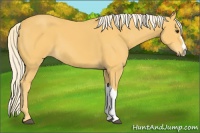 Horse Color:Palomino 