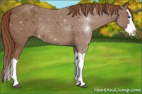 Horse Color:Chestnut Splash 