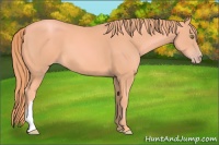 Horse Color:Watercolor Gold Champagne 