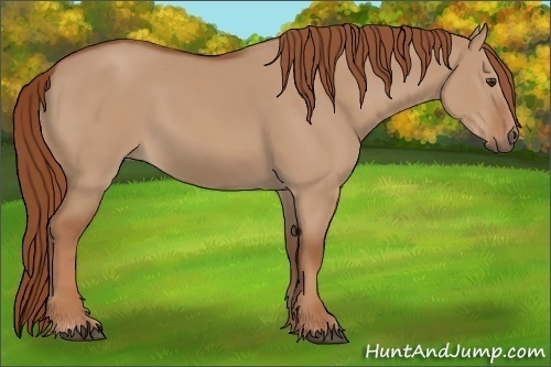 Horse Color:Red Dun