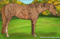 Horse Color:Bay  Brindle