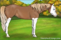 Horse Color:Chestnut Splash 