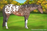 Horse Color:Bay Blanket 