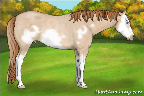 Horse Color: Red Dun Roan Splash Frame Rabicano 