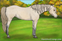 Horse Color:Buckskin Sabino Appaloosa 