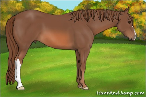 Horse Color: Chestnut 