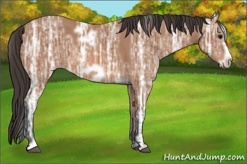 Horse Color: Unknown 