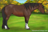Horse Color:Bay Tobiano 