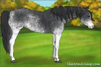 Horse Color:White Spotted Black 