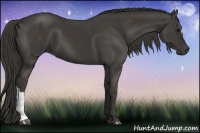 Horse Color:Smoky Black 