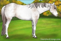 Horse Color:White Spotted Bay Dun Blanket Rabicano 