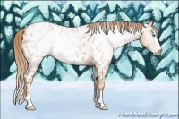 Horse Color:Gray Perlino Splash Near Leopard 