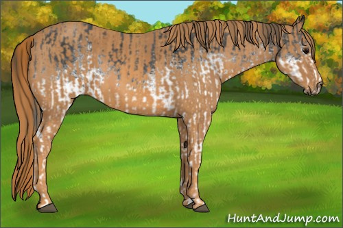 Horse Color: White Spotted Blue Roan Rabicano  Brindle
