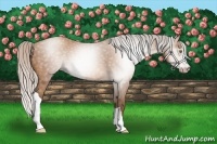 Horse Color:Gray Silver Amber Champagne 
