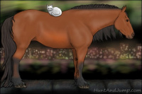 Horse Color:Bay Rabicano