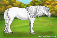 Horse Color:Cremello Varnish 