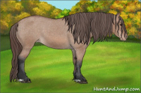 Horse Color:Bay Dun Varnish 