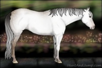 Horse Color:Gray Classic Champagne 