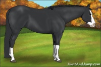 Horse Color:Black Splash