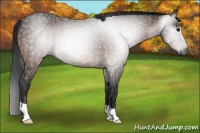 Horse Color:Gray Bay Roan 