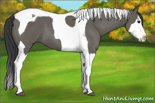 Horse Color: Grullo Splash Tobiano 