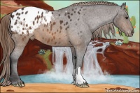Horse Color:Buckskin Blanket 