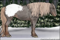 Horse Color:Liver Chestnut Snowcap 