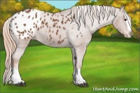 Horse Color:Chestnut Splash Appaloosa 