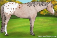 Horse Color:Bay Appaloosa 